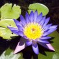 Ceylon Nymphaea nouchali Seeds Fragrant Blue Water Lily Aquatic Star Lotus