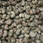 Ceylon Traditional Cashew Nut Seeds Anacardium Occidentale Tropical Fruit Plant