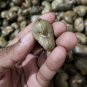 Ceylon Traditional Cashew Nut Seeds Anacardium Occidentale Tropical Fruit Plant