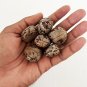 Ceylon Rubber Tree Seeds Hevea Brasiliensis Seeds Para Rubber Sharinga Seeds