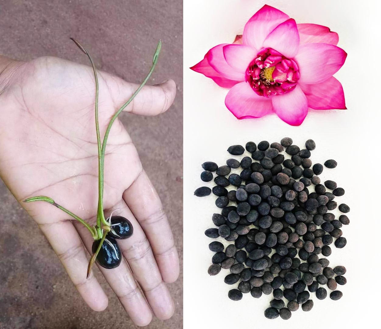 Pink Lotus Flower Nelumbo nucifera Seeds Sacred Lotus Samen Indische Lotusblume