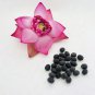 Pink Lotus Flower Nelumbo nucifera Seeds Sacred Lotus Samen Indische Lotusblume