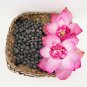 Pink Lotus Flower Nelumbo nucifera Seeds Sacred Lotus Samen Indische Lotusblume