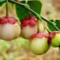 Katuk Sweet Leaf Sauropus Androgynus Seeds Star Gooseberry Rau Bo Ngot Seeds