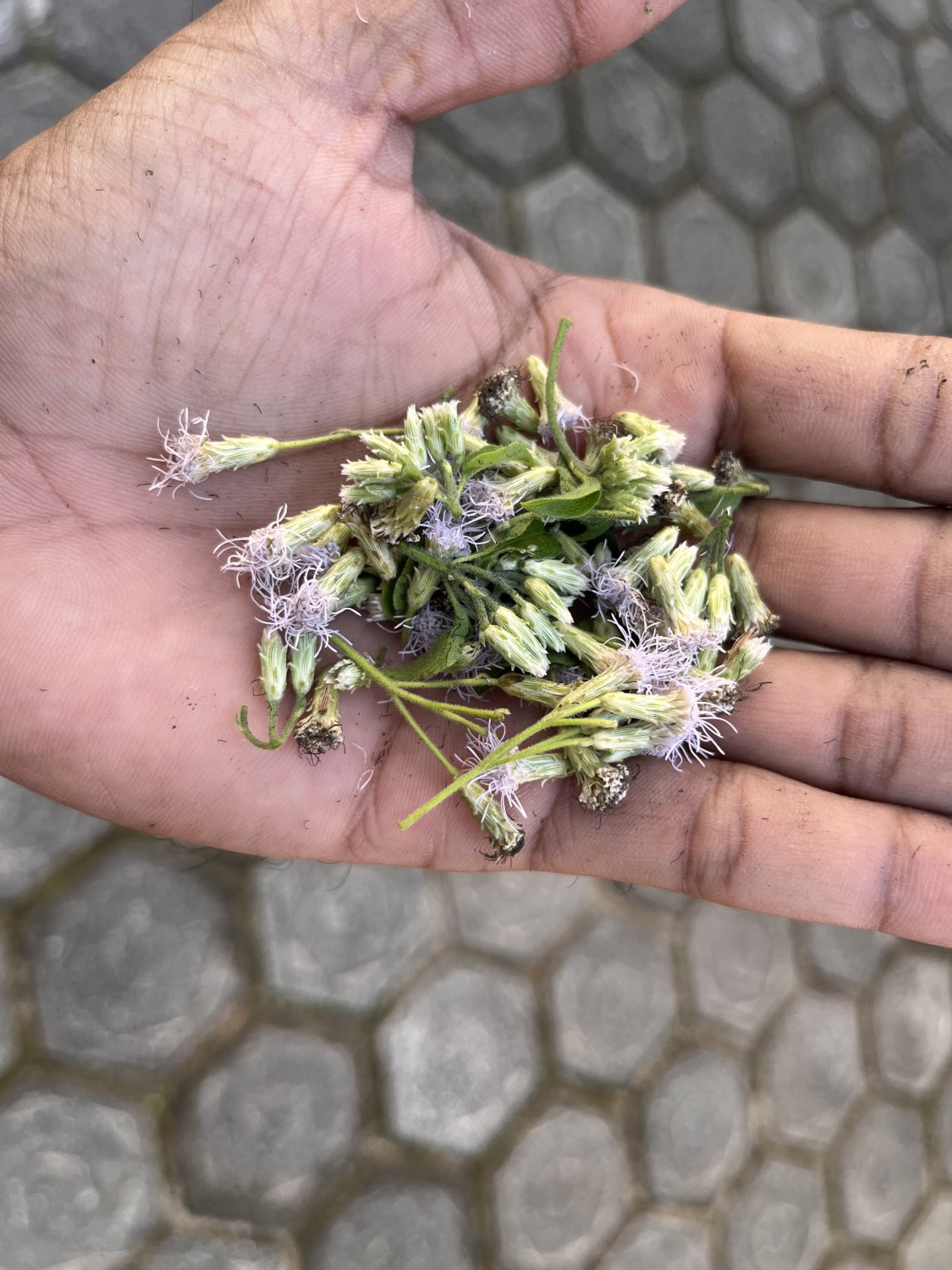 Mexican Dream Calea Zacatechichi Lucid Seeds Herbal 100% Fresh Organic