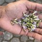 Mexican Dream Calea Zacatechichi Lucid Seeds Herbal 100% Fresh Organic