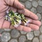 Mexican Dream Calea Zacatechichi Lucid Seeds Herbal 100% Fresh Organic