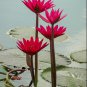 Nelumbo nuciferaâRedâ Ceylon Seeds Red Lotus Flower Nucifera Blooms Hardy Tropical Soft OLU