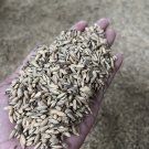 Ceylon Red Rice Seeds Pure Organic Live 100% Natural Paddy Oryza sativa Seeds