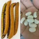 long Jack Bean Seeds Wonder Bean Sword Bean Canavalia Ensiformis For Growing