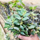 Dried Euphorbia hirta Euphorbia pilulifera Organic Herb Hairy Spurge Ara Tanah