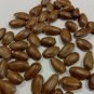 Fresh Organic Soursop Seeds, Annona muricata for Home Garden, Guanabana Seeds for Planting