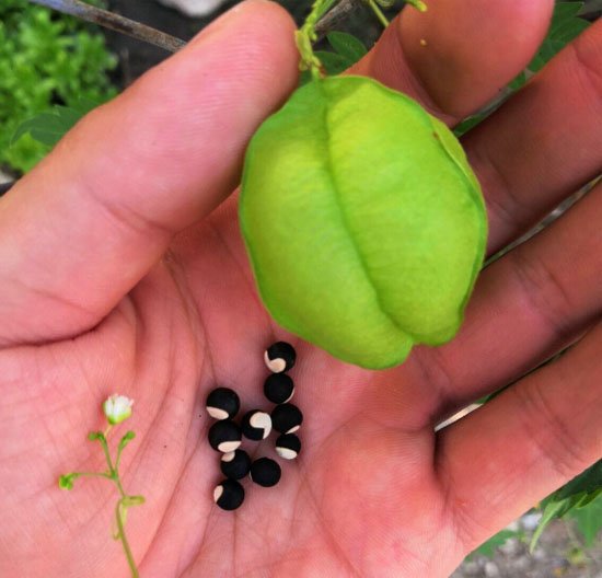 Ceylon Natural Organic Walpenela Baloom Vine Seeds Vine Seeds