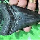 4 INCH REAL MEGALODON SHARK TOOTH BIG FOSSIL GIANT GENUINE SERRATED TEETH MEG