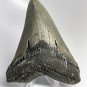 4 INCH REAL MEGALODON SHARK TOOTH BIG FOSSIL GIANT GENUINE SERRATED TEETH MEG
