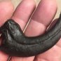 RAPTOR CLAW DINOSAUR FOSSIL BONE VELOCIRAPTOR JURASSIC REPLICA ANCIENT RELIC NEW