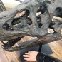 TYRANNOSAURUS SKULL PRE HISTORIC DINOSAUR BONE BIG SCULPTURE HEAD TREX LARGE NEW
