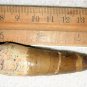 3 INCH LONG SPINOSAURUS TOOTH REAL DINOSAUR TEETH FOSSIL EXTINCT RELIC SPINOSAUR