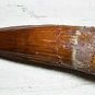 3 INCH LONG SPINOSAURUS TOOTH REAL DINOSAUR TEETH FOSSIL EXTINCT RELIC SPINOSAUR