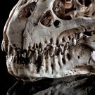 TYRANNOSAURUS T-REX SKULL RESIN FOSSIL MODEL TOOTH DINOSAUR REX REPLICA BONE NEW