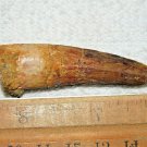 2 INCH LONG SPINOSAURUS TOOTH DINOSAUR TEETH REAL FOSSIL EXTINCT SPINOSAUR RELIC