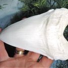 7 INCH LONG MEGALODON TOOTH WHITE REPLICA BIG FOSSIL MEGA HUGE SHARK RELIC MEG