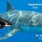 7 INCH LONG MEGALODON TOOTH WHITE REPLICA BIG FOSSIL MEGA HUGE SHARK RELIC MEG