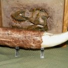 12 INCH LONG TYRANNOSAURUS REX TOOTH REPLICA FOSSIL T-REX DINOSAUR RELIC FANG