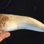 12 INCH LONG TYRANNOSAURUS REX TOOTH REPLICA FOSSIL T-REX DINOSAUR RELIC FANG