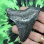 2 INCH REAL MEGALODON SHARK TOOTH BIG FOSSIL GIANT GENUINE PREHISTORIC MEG TEETH