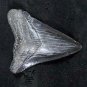 2 INCH REAL MEGALODON SHARK TOOTH BIG FOSSIL GIANT GENUINE PREHISTORIC MEG TEETH