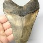 5.5 INCH REAL MEGALODON SHARK TOOTH BIG EXTINCT AUTHENTIC NATURAL TEETH MEG