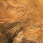 WOOLLY MAMMOTH REAL FUR HAIR WOOLY PERMAFROST BONE LARGE WOOL MASTODON EXTINCT