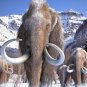 WOOLLY MAMMOTH REAL FUR HAIR WOOLY PERMAFROST BONE LARGE WOOL MASTODON EXTINCT