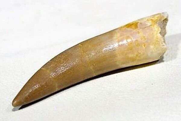 PLESIOSAUR TOOTH DINOSAUR TEETH FOSSIL MARINE REPTILE EXTINCT RELIC PLESIOSAURUS