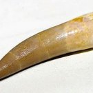 PLESIOSAUR TOOTH DINOSAUR TEETH FOSSIL MARINE REPTILE EXTINCT RELIC PLESIOSAURUS