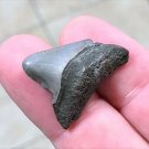 1 INCH REAL MEGALODON SHARK TOOTH SMALL FOSSIL RELIC GIANT GENUINE DARK BABY MEG
