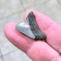 1 INCH REAL MEGALODON SHARK TOOTH SMALL FOSSIL RELIC GIANT GENUINE DARK BABY MEG