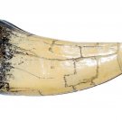 TYRANNOSAURUS TOOTH REPLICA FOSSIL T-REX DINOSAUR JURASSIC RELIC BONE FANG NEW