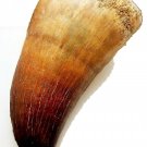 2 INCH MOSASAUR TOOTH LARGE MARINE DINOSAUR MOSASAURUS REAL FOSSIL EXTINCT LARGE