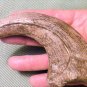 9 INCH RAPTOR CLAW JURASSIC DINOSAUR FOSSIL BONE REPLICA TALON RELIC UTAHRAPTOR