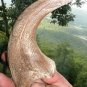 9 INCH RAPTOR CLAW JURASSIC DINOSAUR FOSSIL BONE REPLICA TALON RELIC UTAHRAPTOR