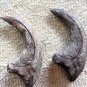 9 INCH RAPTOR CLAW JURASSIC DINOSAUR FOSSIL BONE REPLICA TALON RELIC UTAHRAPTOR