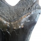 6 INCH LONG MEGALODON TOOTH REPLICA BIG FOSSIL GIANT RELIC TEETH HUGE SHARK NEW
