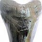 6 INCH LONG MEGALODON TOOTH REPLICA BIG FOSSIL GIANT RELIC TEETH HUGE SHARK NEW