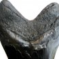 6 INCH LONG MEGALODON TOOTH REPLICA BIG FOSSIL GIANT RELIC TEETH HUGE SHARK NEW