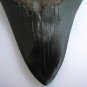 6 INCH LONG MEGALODON TOOTH REPLICA BIG FOSSIL GIANT RELIC TEETH HUGE SHARK NEW