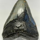 6 INCH LONG REAL MEGALODON SHARK TOOTH CERTIFIED FOSSIL GIANT GENUINE BIG MEG