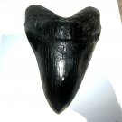 3 INCH LONG MEGALODON TOOTH REPLICA BIG FOSSIL GIANT RELIC TEETH HUGE SHARK MEG