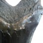 3 INCH LONG MEGALODON TOOTH REPLICA BIG FOSSIL GIANT RELIC TEETH HUGE SHARK MEG